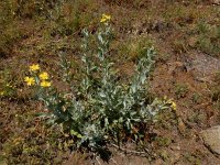 Scorzonera latifolia 2, Saxifraga-Ed Stikvoort