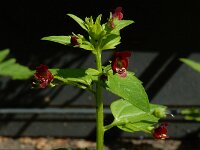Scrophularia peregrina 10, Koraalhelmkruid, Saxifraga-Ed Stikvoort : Amsterdam Den Haag