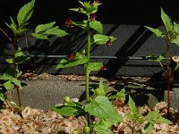 Scrophularia peregrina 5, Koraalhelmkruid, Saxifraga-Ed Stikvoort : Amsterdam Den Haag