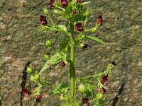 Scrophularia peregrina 8, Koraalhelmkruid, Saxifraga-Ed Stikvoort : Amsterdam Den Haag