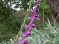 Scutellaria columnae 16, Trosglidkruid, Saxfraga-Peter Meininger