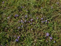 Scutellaria hastifolia 4, Saxifraga-Ed Stikvoort