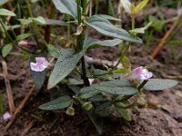Scutellaria minor 46, Klein glidkruid, Saxifraga-Ed Stikvoort : s9900