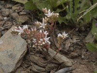 Sedum album 41, Wit vetkruid, Saxifraga-Willem van Kruijsbergen