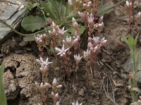 Sedum album 42, Wit vetkruid, Saxifraga-Willem van Kruijsbergen