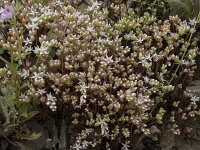 Sedum album 43, Wit vetkruid, Saxifraga-Willem van Kruijsbergen