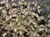 Sedum mucizonia 2, Saxifraga-Sytske Dijksen