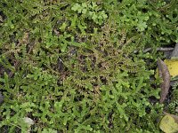 Selaginella denticulata 24, Saxifraga-Willem van Kruijsbergen