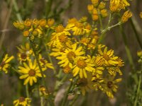 Senecio jacobaea 65, Jacobskruiskruid, Saxifraga-Jan van der Straaten