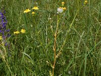 Senecio vernalis 6, Oostelijk kruiskruid, Saxifraga-Ed Stikvoort