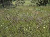 Serapias lingua 78, Saxifraga-Willem van Kruijsbergen