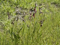 Serapias lingua 80, Saxifraga-Willem van Kruijsbergen