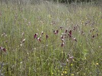 Serapias lingua 87, Saxifraga-Willem van Kruijsbergen