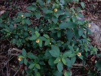 Sida rhombifolia
