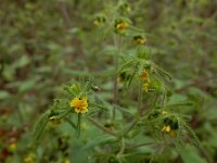 Sigesbeckia serrata 3, Pauluskruid, Saxifraga-Ed Stikvoort : A900
