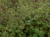 Sigesbeckia serrata 5, Pauluskruid, Saxifraga-Ed Stikvoort : A900
