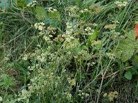 Silaum silaus 21, Weidekervel, Saxifraga-Ed Stikvoort : A900