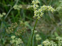 Silaum silaus 22, Weidekervel, Saxifraga-Ed Stikvoort : A900