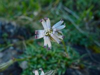 Silene ciliata 6, Saxifraga-Ed Stikvoort : pas Pandebano - Naranjo de Bulnes s9900