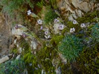 Silene ciliata 7, Saxifraga-Ed Stikvoort : pas Pandebano - Naranjo de Bulnes s9900