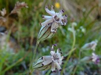Silene ciliata 8, Saxifraga-Ed Stikvoort : pas Pandebano - Naranjo de Bulnes s9900