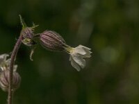 Silene latifolia 44, Avondkoekoeksbloem, Saxifraga-Jan van der Straaten