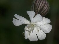 Silene latifolia 45, Avondkoekoeksbloem, Saxifraga-Jan van der Straaten