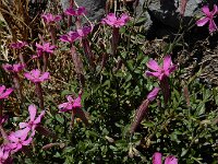 Silene schafta 4, Lijmkruid, Saxifraga-Ed Stikvoort : lijmkruid Breskens A900
