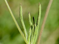 6, Saxifraga-Sonja Bouwman  Silene secundiflora - Caryophyllaceae familie