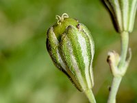 Silene secundiflora 5, Saxifraga-Sonja Bouwman  Silene secundiflora - Caryophyllaceae familie