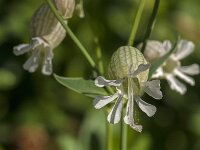 Silene vulgaris 57, Blaassilene, Saxifraga-Jan van der Straaten
