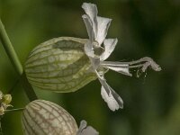 Silene vulgaris 60, Blaassilene, Saxifraga-Jan van der Straaten