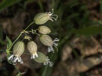 Silene vulgaris 62, Blaassilene, Saxifraga-Jan van der Straaten