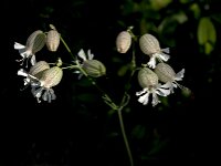 Silene vulgaris 67, Blaassilene, Saxifraga-Jan van der Straaten