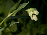 Silene vulgaris 73, Blaassilene, Saxifraga-Jan van der Straaten