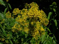 Sisymbrium strictissimum 2, Hoge raket, Saxifraga-Ed Stikvoort : Amsterdam Den Haag