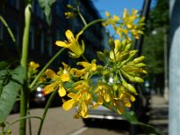 Sisymbrium strictissimum 4, Hoge raket, Saxifraga-Ed Stikvoort : Amsterdam Den Haag