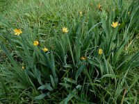 Sisyrinchium californicum 19, Gele bieslelie, Saxifraga-Ed Stikvoort : grote biesvaren IJzeren Man Vught A900