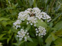 Sium latifolium 12, Grote watereppe, Saxifraga-Ed Stikvoort