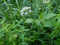 Sium latifolium 15, Grote watereppe, Saxifraga-Ed Stikvoort