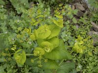 Smyrnium perfoliatum 30, Doorwaskervel, Saxifraga-Willem van Kruijsbergen