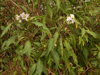 Solanum bonariense 3, Saxifraga-Ed Stikvoort