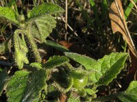 Solanum sarachoides 12, Kleverige nachtschade, Saxifraga-Rutger Barendse