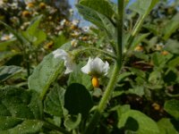 Solanum sarrachoides 2, Kleverige nachtschade, Saxifraga-Ed Stikvoort : s9900