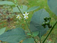 Solanum scabrum 7, Saxifraga-Ed Stikvoort : s9900