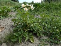 Solanum tuberosum 5, Aardappel, Saxifraga-Ed Stikvoort : Franse boekweit Nieuwvliet-Bad A900