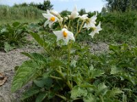 Solanum tuberosum 6, Aardappel, Saxifraga-Ed Stikvoort : Franse boekweit Nieuwvliet-Bad A900