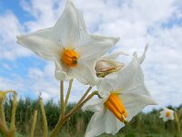 Solanum tuberosum 7, Aardappel, Saxifraga-Ed Stikvoort : Franse boekweit Nieuwvliet-Bad s9900