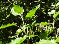 Solanum vespertilio 8, Saxifraga-Michiel Drok