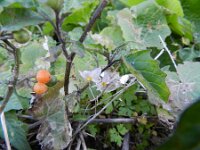 Solanum villosum ssp miniatum 6, Saxifraga-Rutger Barendse